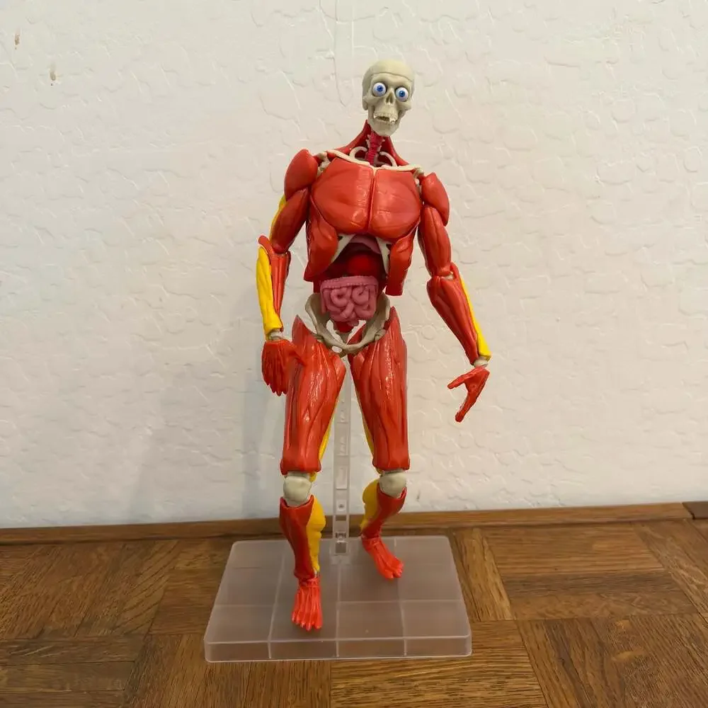 Be Amazing! Toys Interactive Human Body Anatomy Model Kit